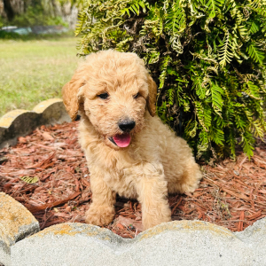 Goldendoodle Puppy Abigail