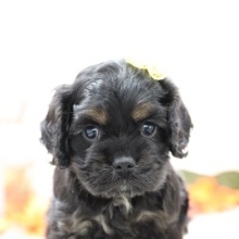 Cocker Spaniel Puppy Rose