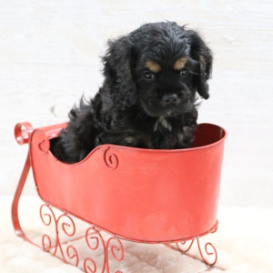 Cocker Spaniel Puppy Rose