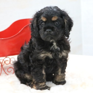 Cocker Spaniel Puppy Rose