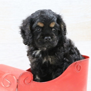 Cocker Spaniel Puppy Rose