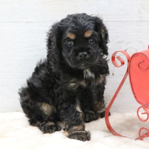 Cocker Spaniel Puppy Rose