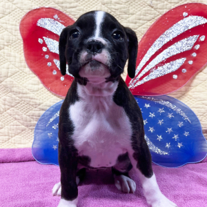 Boxer Puppy Queen B