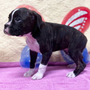 Boxer Puppy Queen B