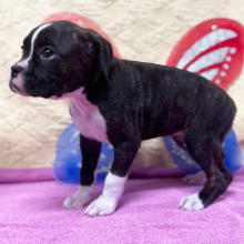 Boxer Puppy Queen B