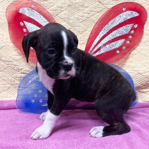 Boxer Puppy Queen B