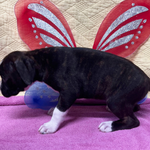 Boxer Puppy Queen B