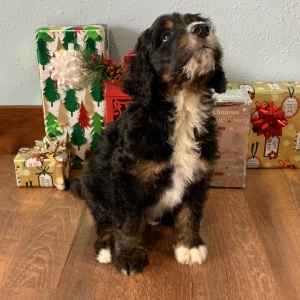 Bernedoodle Puppy Max