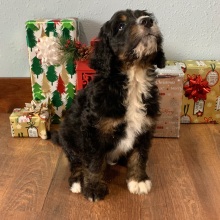 Bernedoodle Puppy Max