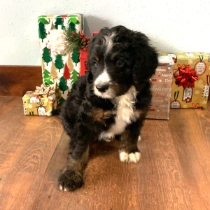 Bernedoodle Puppy Max