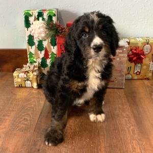 Bernedoodle Puppy Max
