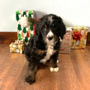 Bernedoodle Puppy Max