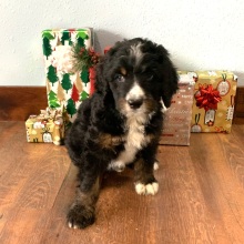 Bernedoodle Puppy Max