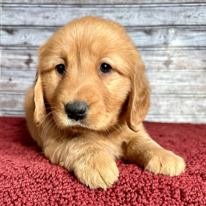 Golden Retriever Puppy Rachel