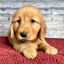 Golden Retriever Puppy Rachel