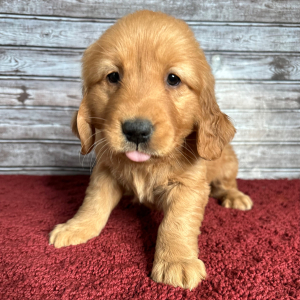 Golden Retriever Puppy Rachel
