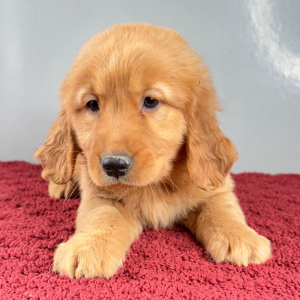 Golden Retriever Puppy Rachel