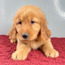 Golden Retriever Puppy Rachel