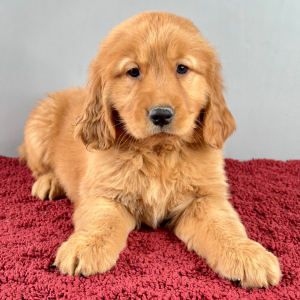 Golden Retriever Puppy Rachel