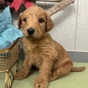 Goldendoodle Puppy Prince