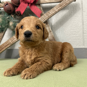 Goldendoodle Puppy Prince
