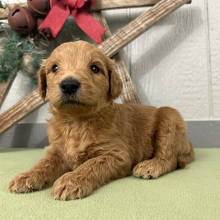 Goldendoodle Puppy Prince