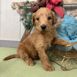 Goldendoodle Puppy Prince