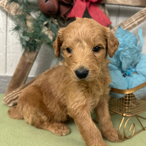 Goldendoodle Puppy Prince