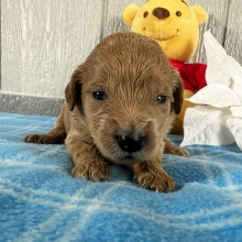 Goldendoodle Puppy Paige
