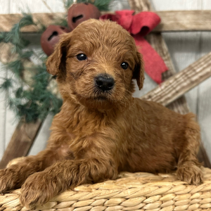 Goldendoodle Puppy Paige