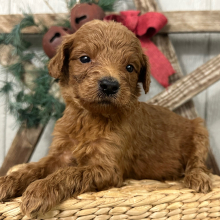 Goldendoodle Puppy Paige