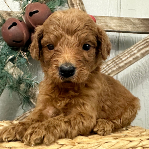 Goldendoodle Puppy Paige
