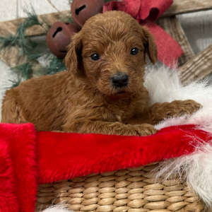 Goldendoodle Puppy Paige