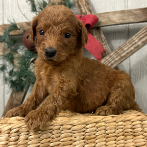 Goldendoodle Puppy Paige