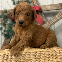 Goldendoodle Puppy Paige