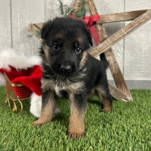German Shepherd Dog Puppy Olympia