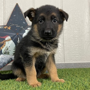 German Shepherd Dog Puppy Olympia