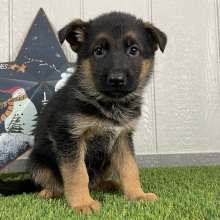 German Shepherd Dog Puppy Olympia
