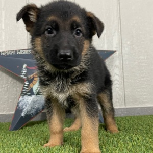 German Shepherd Dog Puppy Olympia