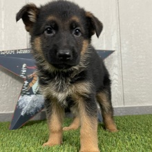 German Shepherd Dog Puppy Olympia