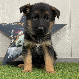 German Shepherd Dog Puppy Olympia