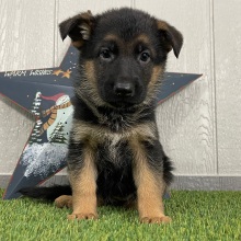 German Shepherd Dog Puppy Olympia