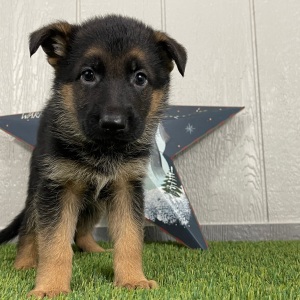 German Shepherd Dog Puppy Olympia