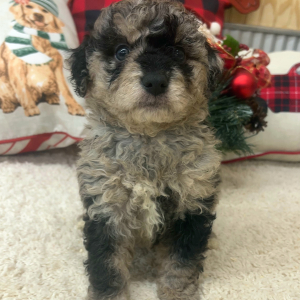 Aussiedoodle Puppy Clara