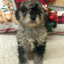 Aussiedoodle Puppy Clara
