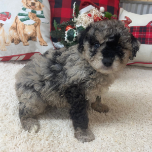 Aussiedoodle Puppy Clara