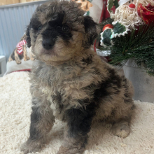 Aussiedoodle Puppy Clara
