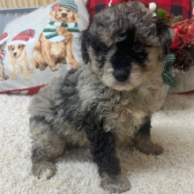 Aussiedoodle Puppy Clara