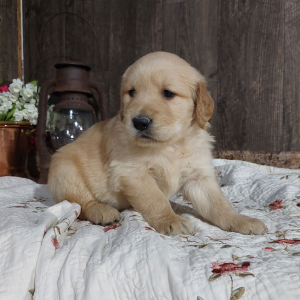 Golden Retriever Puppy Max