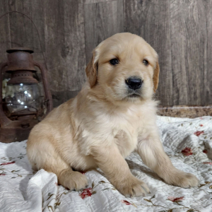 Golden Retriever Puppy Max